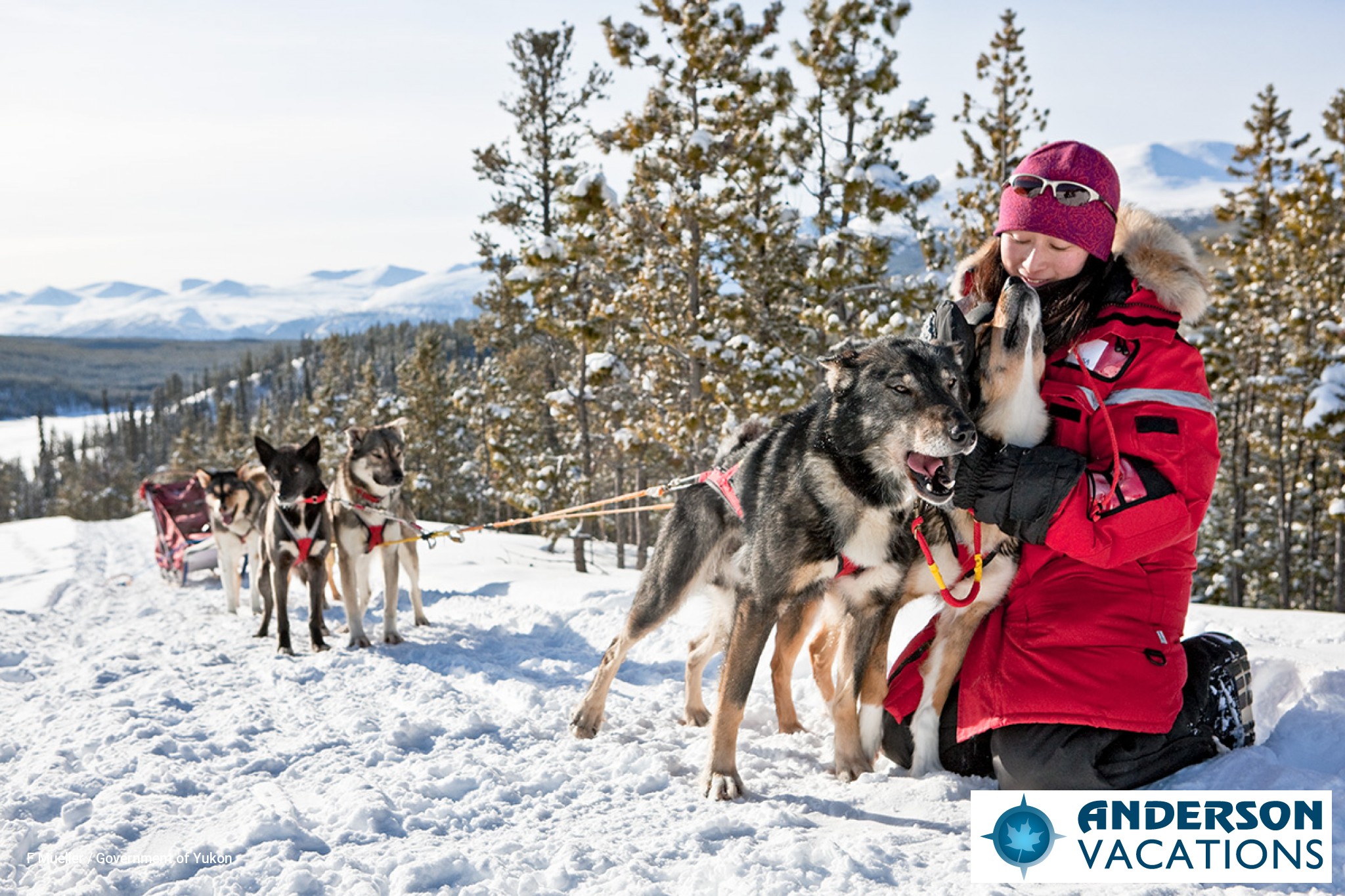 dog sledding tours whitehorse