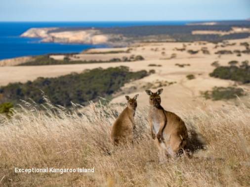 15 Day Tassie, South Australia, & Great Ocean Road Wildlife Explorer