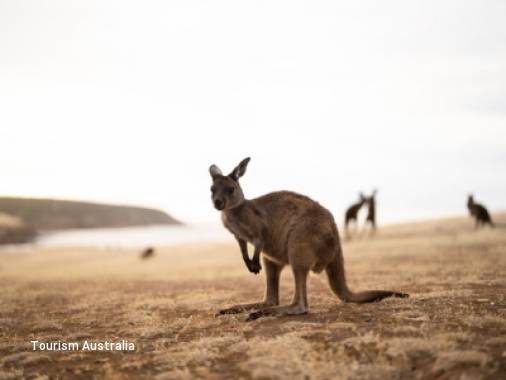 18 Day Australia’s Wildlife Explorer