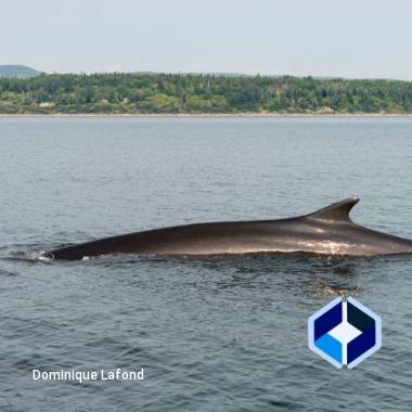 Three Day Quebec  and Whale Watching
