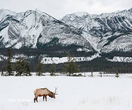 4 Day Snow Train to Jasper - Adventure, Wildlife and Culinary Experience