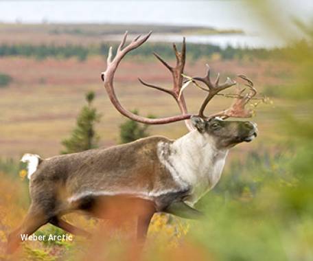 7 Day Arctic Haven: Autumn Arctic - Caribou, Wolves & Northern Lights