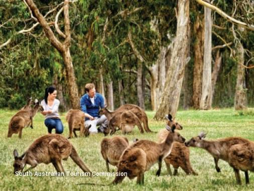 8 Day The Great Ocean Road & Its Wildlife