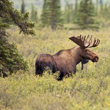 Alaska by Rail