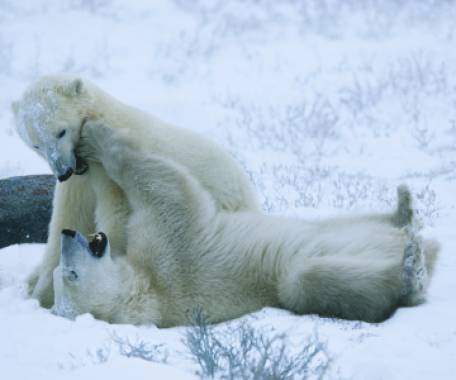 Churchill Polar Bear Adventure